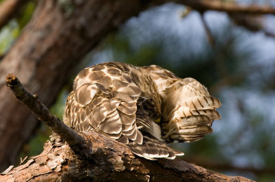 Red Shoulder Fledgling Preening 01 sm.jpg