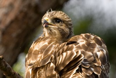 Red Shoulder Fledgling Preening 02 sm.jpg