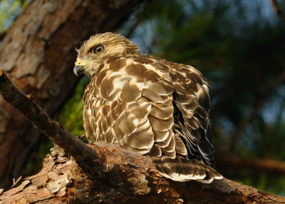 Fledgling Hawk 064 sm.jpg