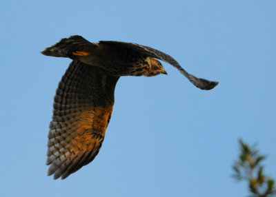 Fledgling Hawk 093 sm.jpg