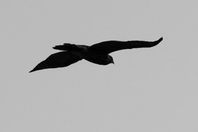 Fledgling Hawk 119 sm.jpg