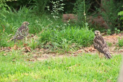 Hawk Siblings 01 sm.jpg