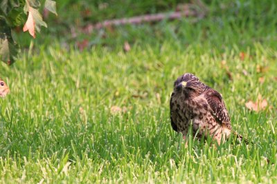 Hawk and Squirrel 01 sm.jpg