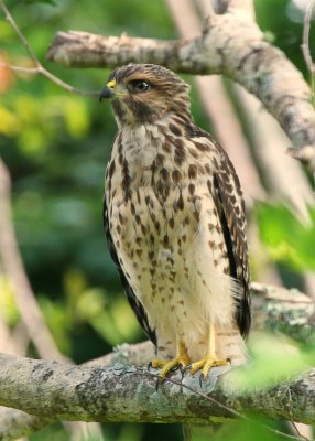 Young Hawk 02 sm.jpg