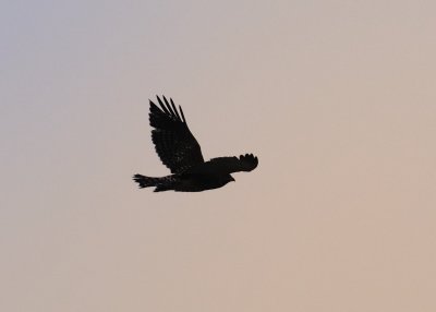 Fledgling Hawk On The Wing sm.jpg