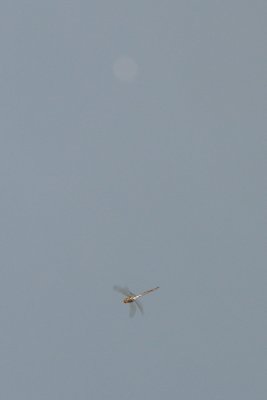 DragonFly and gnat orb.jpg