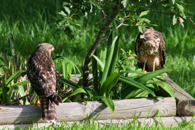 Fledglings in backyard 01.jpg