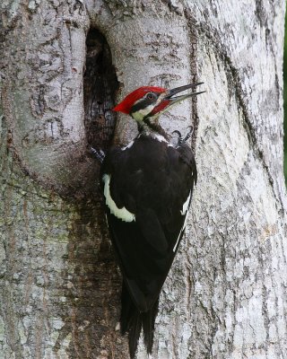 Pileated Woodpecker web.jpg