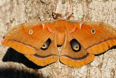Polyphemus Moth 1.jpg