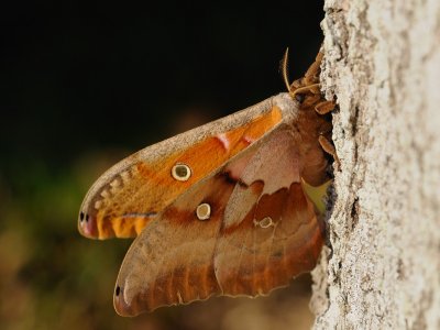 Polyphemus Moth 2.jpg