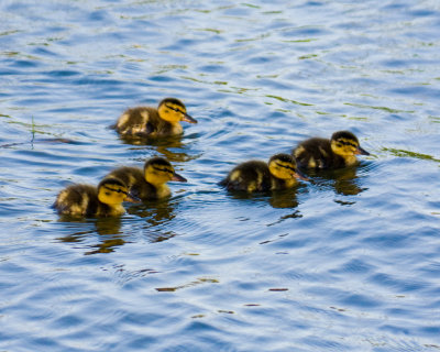 Mallard Ducklings