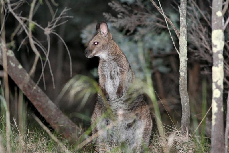 Bennetts Wallaby