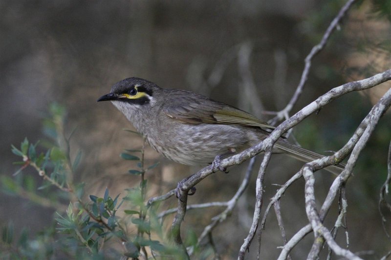 Yellow-faced Honeyeater