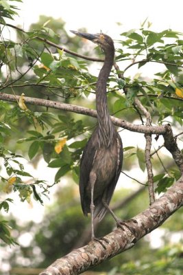 Great-billed Heron