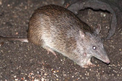 Northern Brown Bandicoot