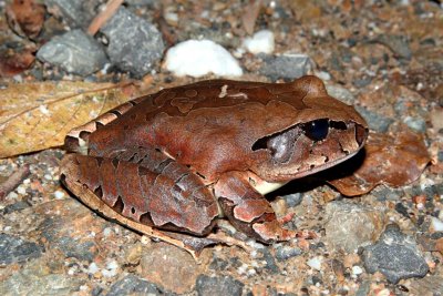 Cogger's Frog