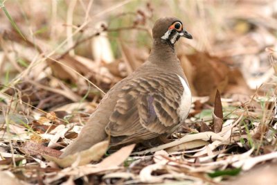 Squatter Pigeon