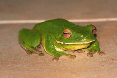 White lipped Tree Frog