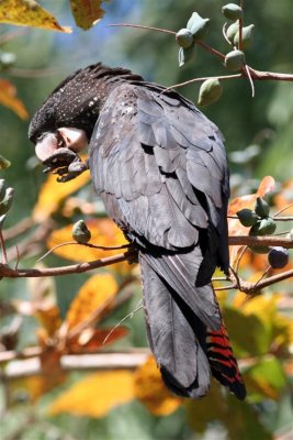 Red-tailed Black Cockatoo