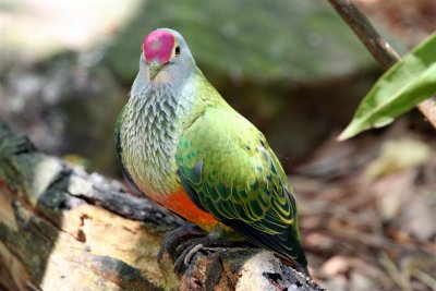 Rose-crowned Fruit Dove