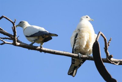 Pied Imperial Pigeon