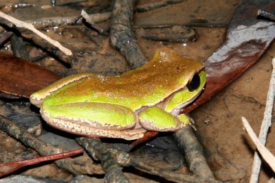 Blue Mountains Tree Frog