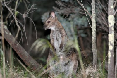 Bennett's Wallaby