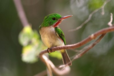 Broad-billed Tody