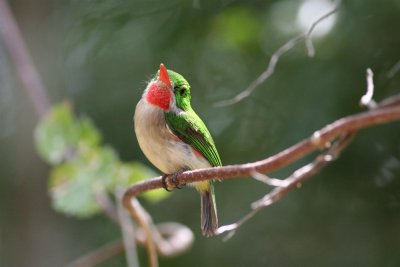 Broad-billed Tody