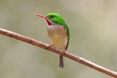 Broad-billed Tody