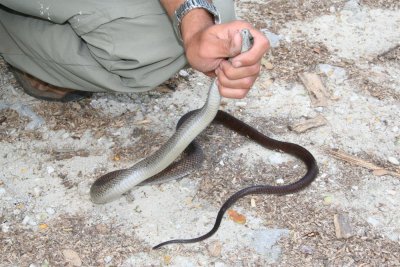 Hispaniolan Brown Racer