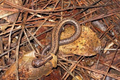 Santa Lucia Slender Salamander