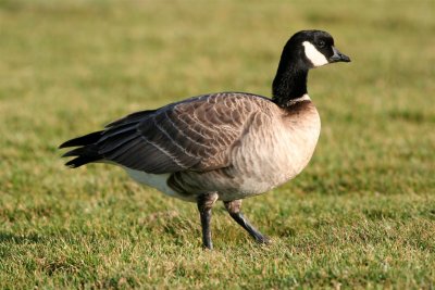 Aleutian Cackling Goose