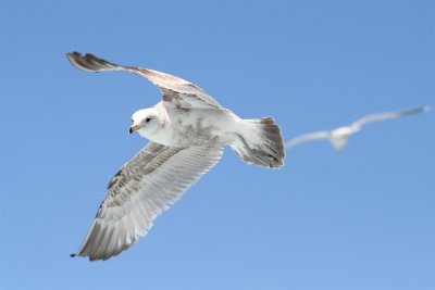 California Gull