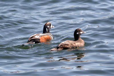 Harlequin Duck