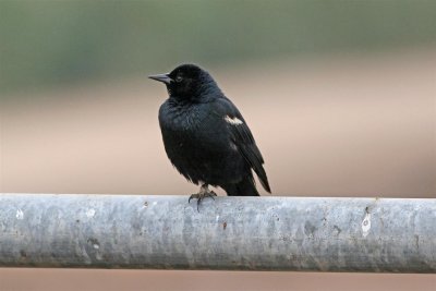 Tricoloured Blackbird