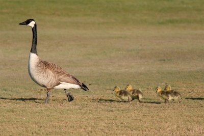 Canada Goose