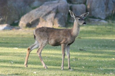 Black-tailed Deer