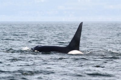 Wildlife of Monterey, California