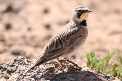 Horned Lark