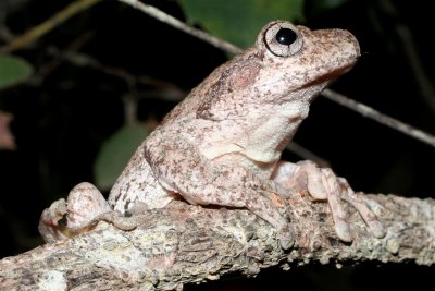 Peron's Tree Frog