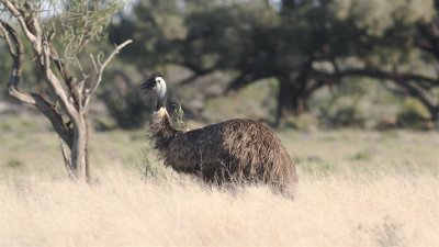 Emu