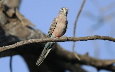 Bourke's Parrot