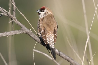 Plum-headed Finch