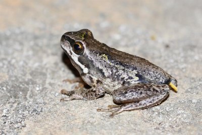 Ewings Tree Frog