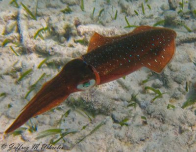 20100710_akumal_0018.jpg