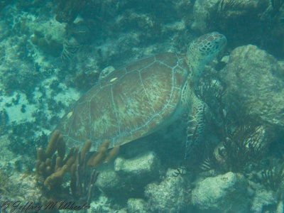 20100710_akumal_0019.jpg
