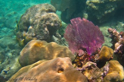 20100711_akumal_0020.jpg