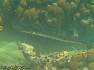 20100711_akumal_0022.jpg