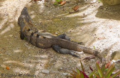 20100712_akumal_0029.jpg